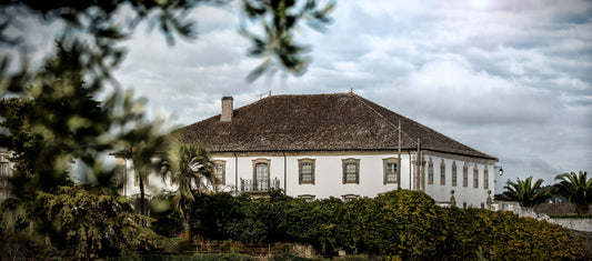 Casa de Santo Amaro - Azeite único de um olival centenário