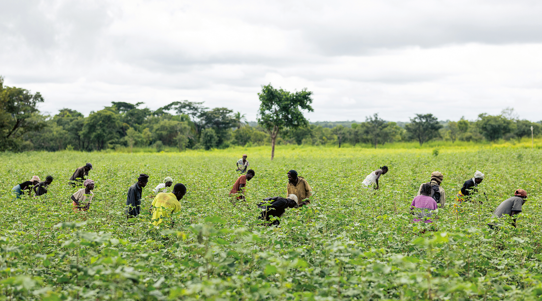 CARRINHO AGRI - A revolução silenciosa que vem da terra: Como a agricultura está a transformar o interior de Angola