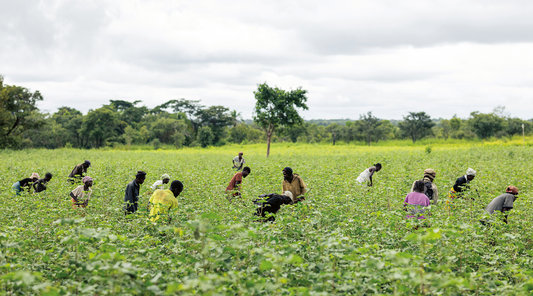 CARRINHO AGRI - A revolução silenciosa que vem da terra: Como a agricultura está a transformar o interior de Angola