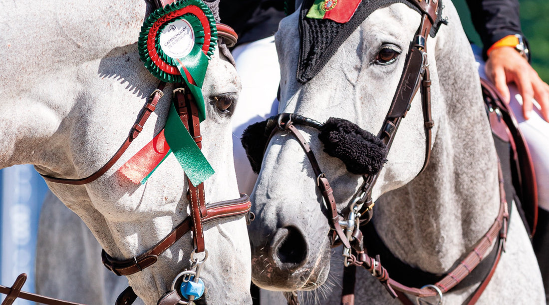 Clube Hípico do Norte – Excelência equestre em esposende
