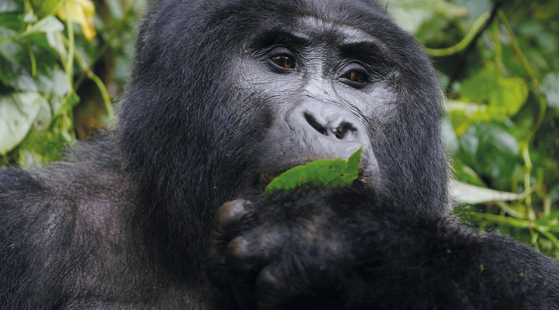 Uganda - Um santuário de biodiversidade no coração de África