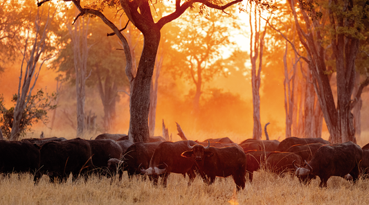 Zâmbia - Vida selvagem indomada e natureza absorvente