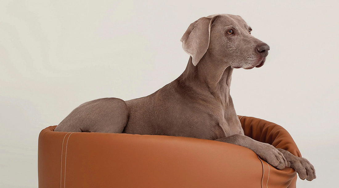 Pet Style – Quando o luxo se estende às patinhas